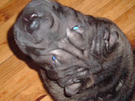 ma chienne 