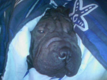 ma chienne