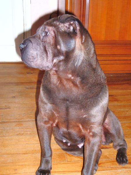 ma chienne la plus belle