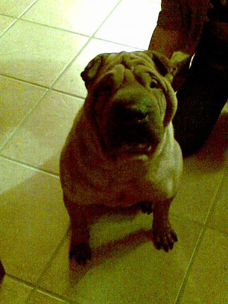 1copain a ma chienne padinton