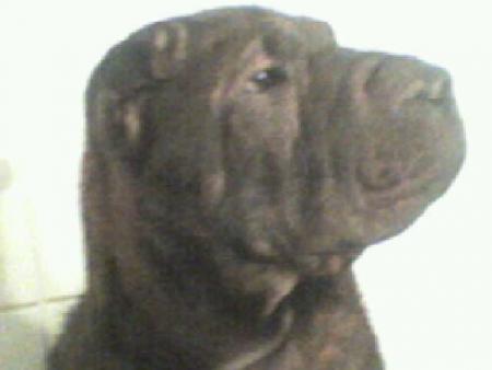 la téte en gros de ma chienne