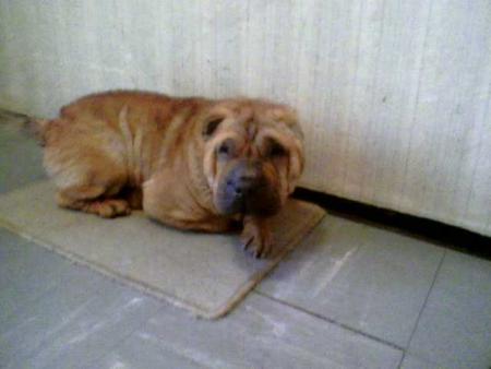 shar-pei qui a était batue