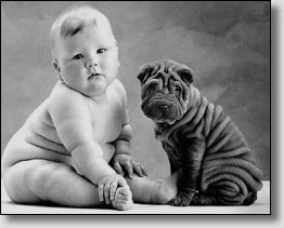 1bébé et 1shar-pei