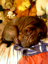 ma chienne en train de dormir!