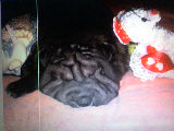 ma peluche