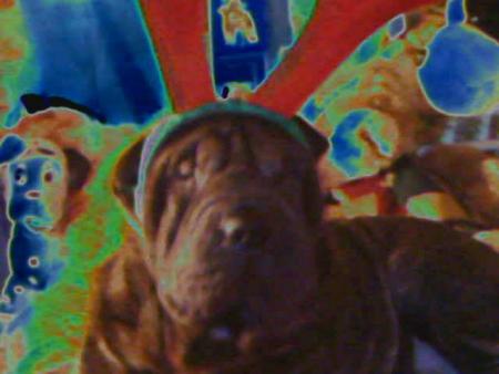 ma chienne a noel
