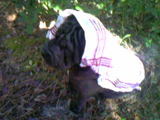 ma chienne a arcachon 