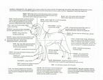 déscription du shar-pei