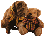 shar-pei avec 1 peluche