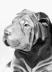 dessin shar-pei