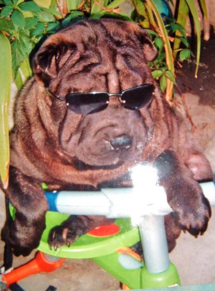 ma belle shar-pei a moi que j